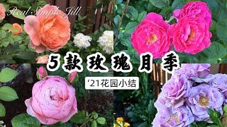 【月季园】我家2021的五款玫瑰月季盛开时节 | 参观我的小花园 | 玫瑰园 | 欧月 夏洛特夫人 丰花月季 英式月季 藤本月季 | 玫瑰种植 | Real Simple Jill