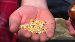 Young Bird Pigeons - Feeding