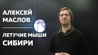 Летучие мыши Сибири и где они обитают — Алексей Маслов