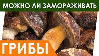 Можно ли замораживать грибы? Советы по заморозке и способы заморозки грибов