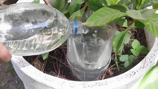 How to water plants when on vacation