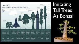 Bonsai as the Worlds Tallest Trees