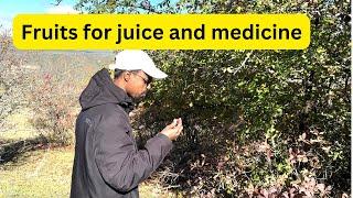 Dagestan Fruits for juice, tea and medicine