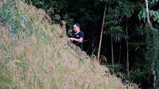 Growing rice on 40 degree slope, grow evenly, rice grains are very large - Harvesting and cooking