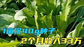 1亩仅40g种子2个月收入33万，1年种3茬，想赚钱的看看【三农雷哥】