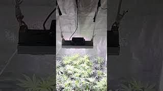 Cultivo indoor . Primera semana de floración. #autocultivo
