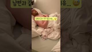 강아지 보호자 100% 공감내가 남편과 같이 자기 힘든이유…. #귀여운강아지