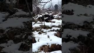 Manali snowfall | himchal | #manali #travel #shortsvideo #viral #shorts #snow #ytshorts #ghumo24