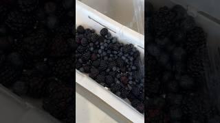 Fruit cleaning 🫧🫐 #asmr #restock #satisfying #cleaning