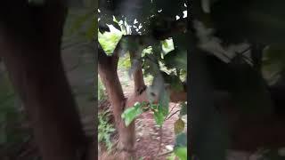 Trung Tâm Giống Cây Trồng Bưởi Diễn, Cam Canh Phú Diễn- Minh Khai- Bắc Từ Liêm