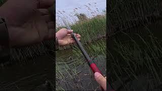 Лящара надавив КИВОК #shorts #рибалка #лящ