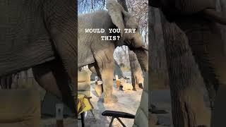 A Tourist Freezes During An Elephant Encounter! #wildlife #Elephants #travel