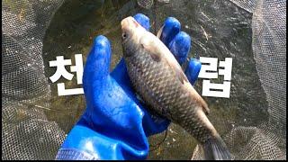 서울 근교에 이런 곳이? 천렵으로 잡은 대물붕어 피라미 납자루