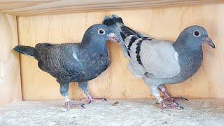 Learning secrets with pigeon genetics (and 10km training toss!)