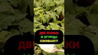 Две ложки и огурцы оживают #огурцы #сад #огород #дача #урожай #подкормка #безхимии