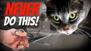 10 Unbelievable Facts About Your Cat’s Whiskers!