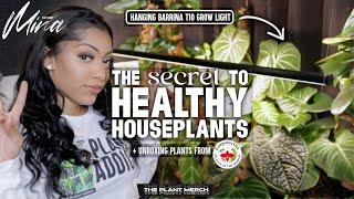 THE SECRET TO HEALTHY HOUSEPLANTS