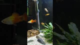 Platy fish