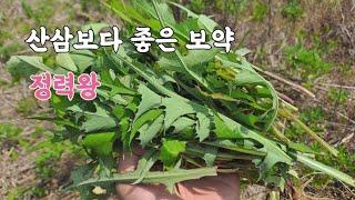 어설픈 산삼보다 더좋은 보약! '이것' 정력과 고혈압에 최고! 채취해드세요