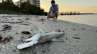 Thousands of dead fish wash ashore around Fort Myers Beach as Red Tide Alert is issued