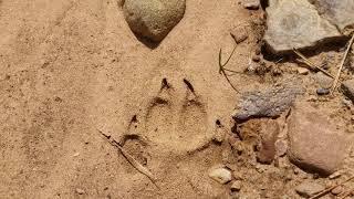 wolf tracks