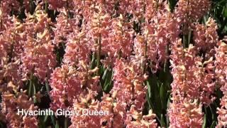 Hyacinth Gipsy Queen - Hyacinth Bulbs from Holland