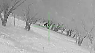 Boar takes a 6.5 Creedmoore to the Head