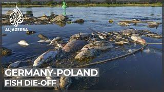 Germany, Poland discuss mysterious fish die-off in River Oder