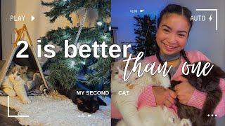 I Got a Second Cat