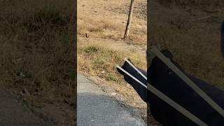 Mayan hunting best short video #ytshorts #shorts #hunting