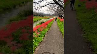 Japanese red spider lily #japan #redspider #spring #shorts