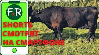 Мясной КРС породы Абердин-ангус