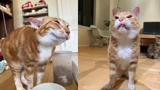 Try Not To Laugh  New Funny Cats Video  - Just Cats Part 16