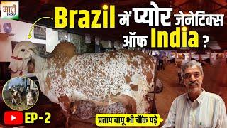 Brazil में Indian Blood वाली गिर गायें, Krishna और Sakina के वंशज । Kankrej, Gir और Ongole । EP-2 ।