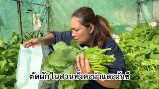 ตัดผักในสวนทั้งคะน้าและผักชี แทบจะคลานเก็บผักเลยทีเดียว