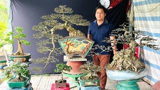 Vip Bonsai Tree Sale 18/5 : Thai Kim Quyt, Mai Chieu Thuy, Sam Hong Phan offered | Three Sisters.