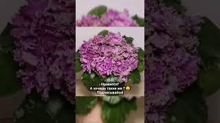 Научу выращивать #фиалки с шикарным шапочным цветением - всего лишь за подписку и лайк!   #цветы