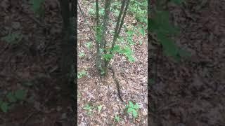 Walking with a timber rattlesnake. Highonsnakes IG@jeremyclaycash large Timber in Ouachita National