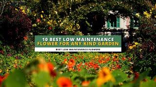 10 Best Low Maintenance Flowers for Any Kind Garden 