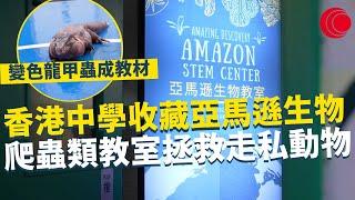 一線搜查｜香港中學收藏亞馬遜生物 爬蟲類生物教室 拯救走私動物 變色龍甲蟲成教材 ｜北上珠海「港」你知｜615集｜有線新聞 黎美萱｜中國海外呈獻：一線搜查｜HOYTV 77台