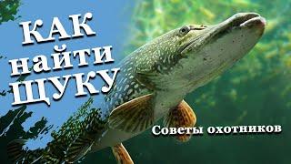 Как найти щуку на подводной охоте. Советы для начинающих.