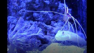 Diamond Goby Visit by Cleaner Shrimp & Sand-Sifting