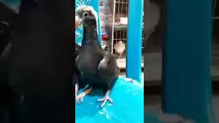 Black German Beauty Homer Pigeon Baby in Bangladesh