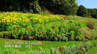 Early Autumn in Yokohama: Satoyama Garden Festa, Yokohama English Garden, Yamashita Park, etc.