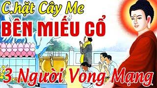 Chuyện Tâm Linh 100% Có Thật, Chặt CÂY ME Bên MIẾU CỔ Khiến 3 Người VONG MẠNG.. | 10 Chuyện Nhân Quả