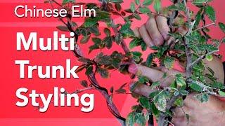 Chinese Elm Bonsai First Styling of Multi-trunk - Energize your design!