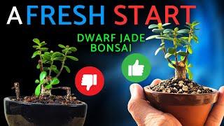 Start Your BONSAI Journey with Tiny Dwarf Jade Repotting!