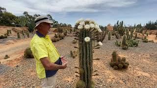 Jim Hall from Cactus Country talks about his hybrid Pasacana Terscheckii JP 14