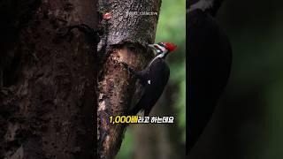 이 작은 새가 뇌진탕을 일으키지 않는 이유
