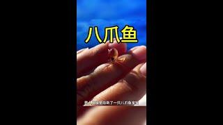 八爪魚從一條小生命，到最終一個熱鬧的大家庭！ #八爪魚 #動物世界看人生百態 #野生動物解說 #海洋生物